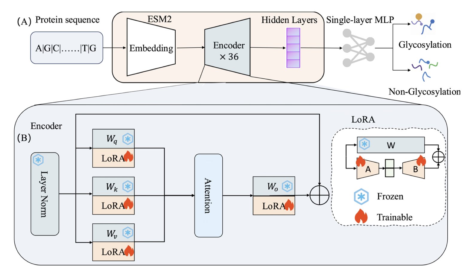 ESM-LoRA-Gly 方法的概念图，展示了如何在 ESM2 蛋白质语言模型上，通过添加和训练微小的 LoRA“补丁”矩阵，来高效地微调模型以完成糖基化位点预测任务，既提升了精度又降低了计算资源需求。

