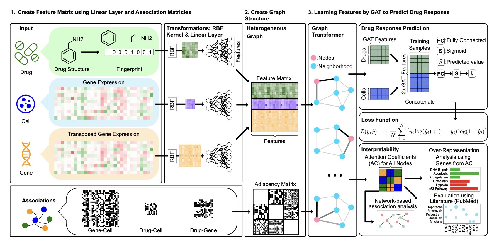 drGT 模型不仅能预测药物对癌细胞的效力，还能像资深研究员一样，指出影响药效的关键基因，从而揭示 AI 的决策过程。
