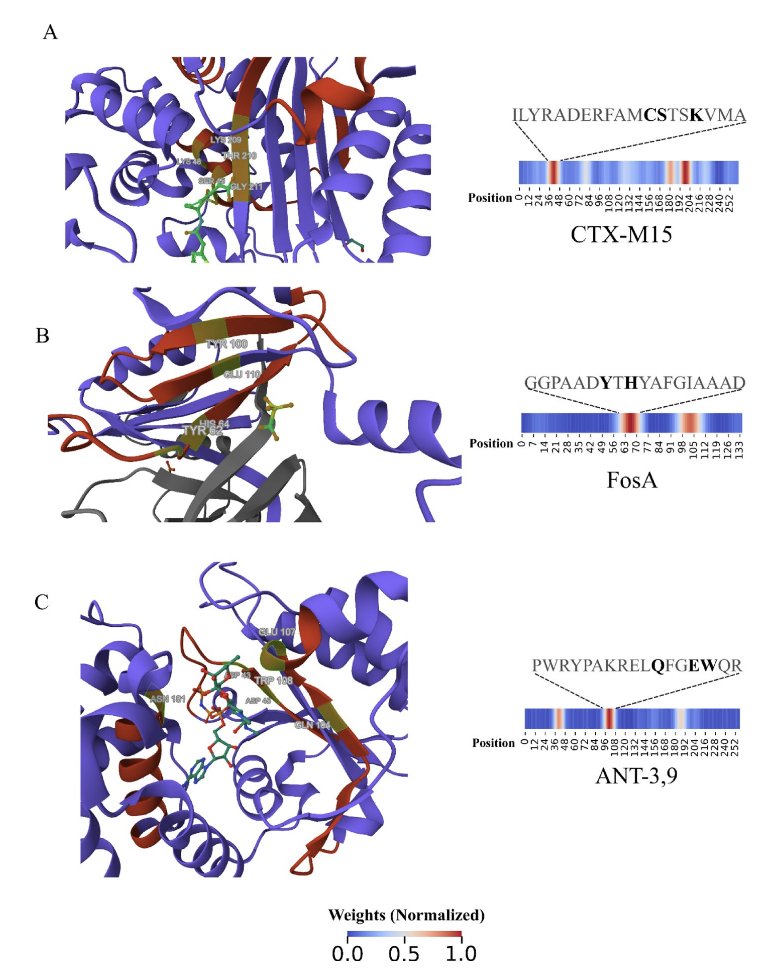 DeepSEA 是一个可解释的深度学习模型，它能绕过序列比对的限制，更准确地识别新型抗生素耐药蛋白，并揭示其作用机制。
