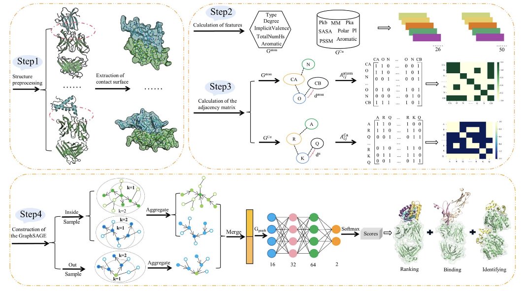 A flowchart showing how the SAGERank model works. On the left is the 3D structure of an input antibody-antigen complex. An arrow points to the middle, indicating a graph construction process that converts it into an atom-level graph representation. On the right is the graph neural network model, which outputs a predicted score to evaluate the accuracy of the docking pose.
