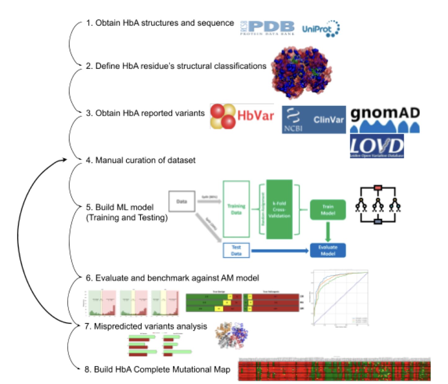 A scientific illustration of the human hemoglobin molecule. It shows the complex quaternary structure, composed of four subunits (two alpha and two beta chains). Each subunit contains a red heme group at its center, which binds and transports oxygen. The background is blue, highlighting the protein's intricate folding.
