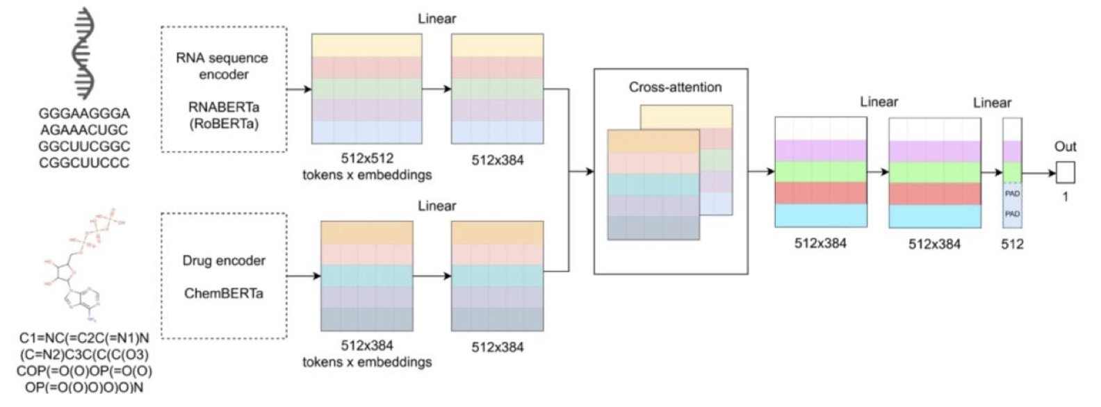 A diagram showing how the DlRNA-BERTa model works. On the left is an RNA sequence, on the right is a small molecule structure. They are connected in the middle by a cross-attention mechanism, which outputs a predicted value for binding affinity. The entire process is end-to-end and does not require 3D structural information.
