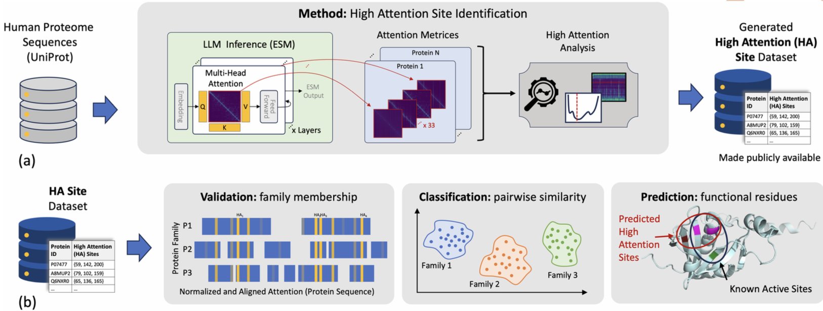 A conceptual image showing an AI analyzing a protein amino acid sequence.
The AI's 'eyes' are focused on specific residues in the sequence, which are
highlighted to represent the High Attention sites the model has identified
as key regions determining the protein's function.
