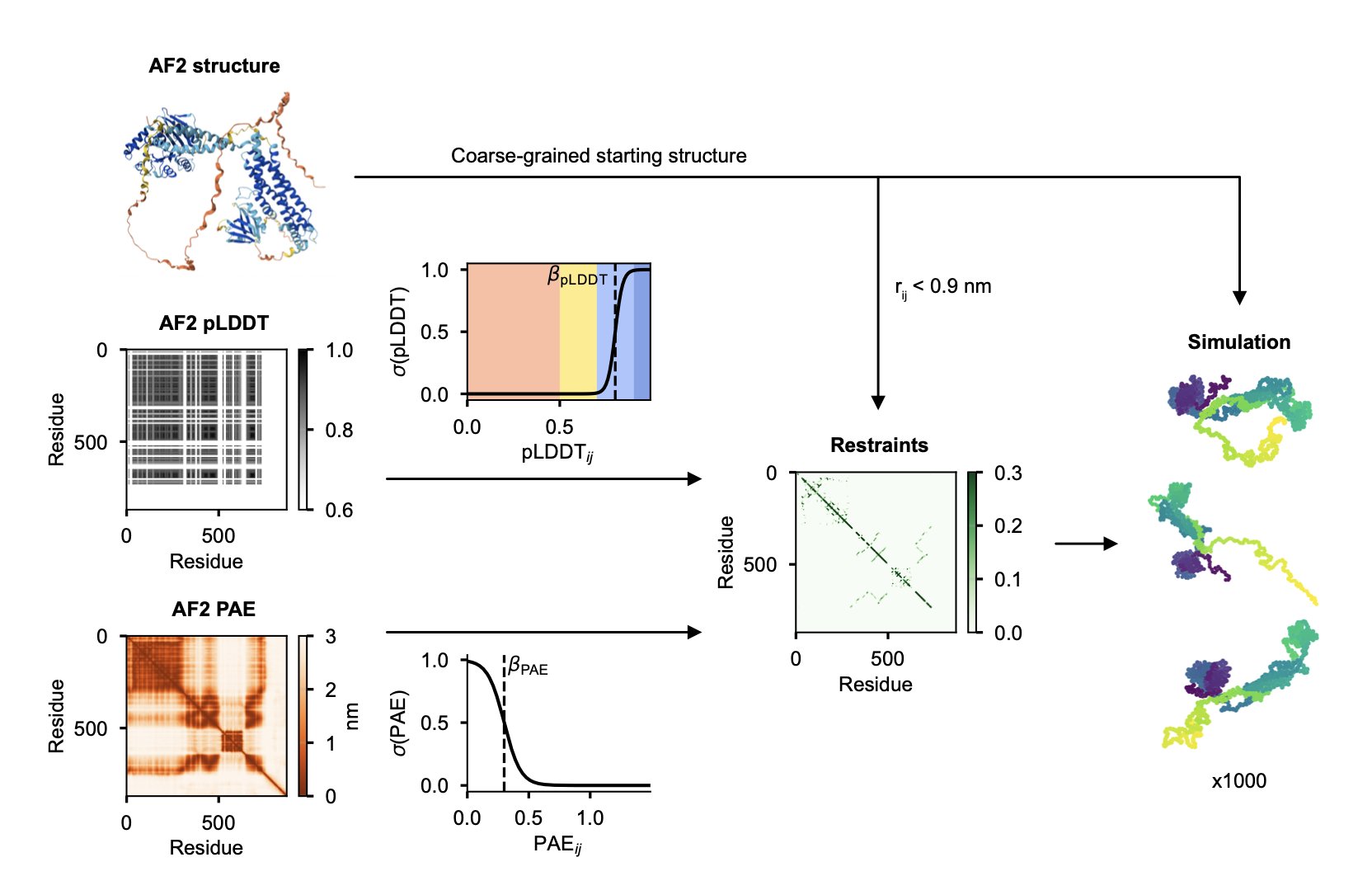 A workflow diagram of the AF-CALVADOS model. It shows a multi-domain protein where stably folded domains are marked as rigid bodies, and low-confidence intrinsically disordered regions (IDRs) are marked as flexible linkers. The diagram illustrates how the model uses AlphaFold's predicted confidence scores to automatically distinguish between the rigid and flexible parts of a protein, enabling large-scale dynamic conformation simulations.
