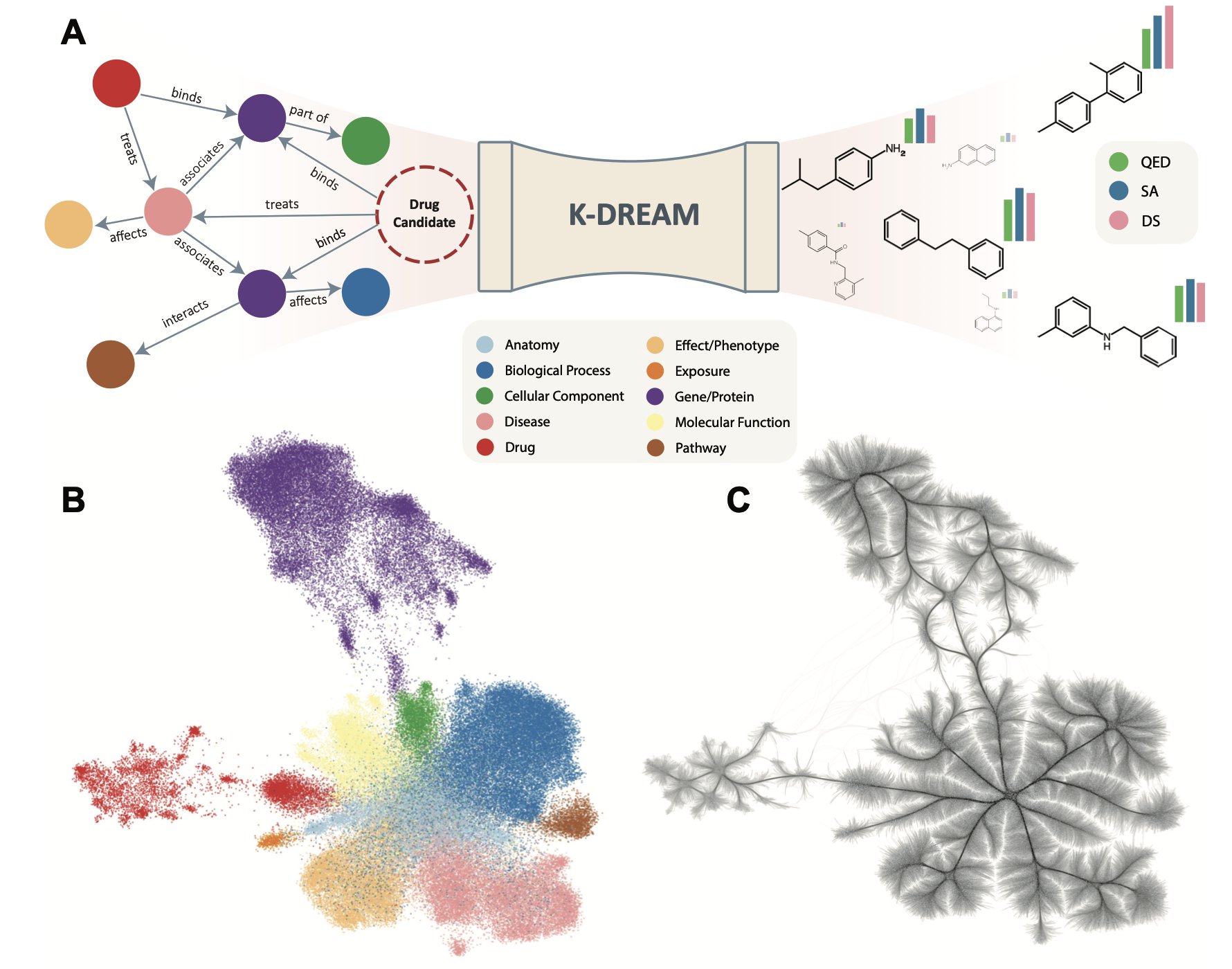 A flowchart showing how the K-DREAM framework integrates a biomedical knowledge graph into a molecule generation model. On the left is the knowledge graph, containing relationships between genes, proteins, and diseases. In the middle is a Context Regressor Network (CRN) that connects knowledge to molecular structures. On the right is a diffusion model that generates molecules with specific biological functions, guided by the knowledge graph.
