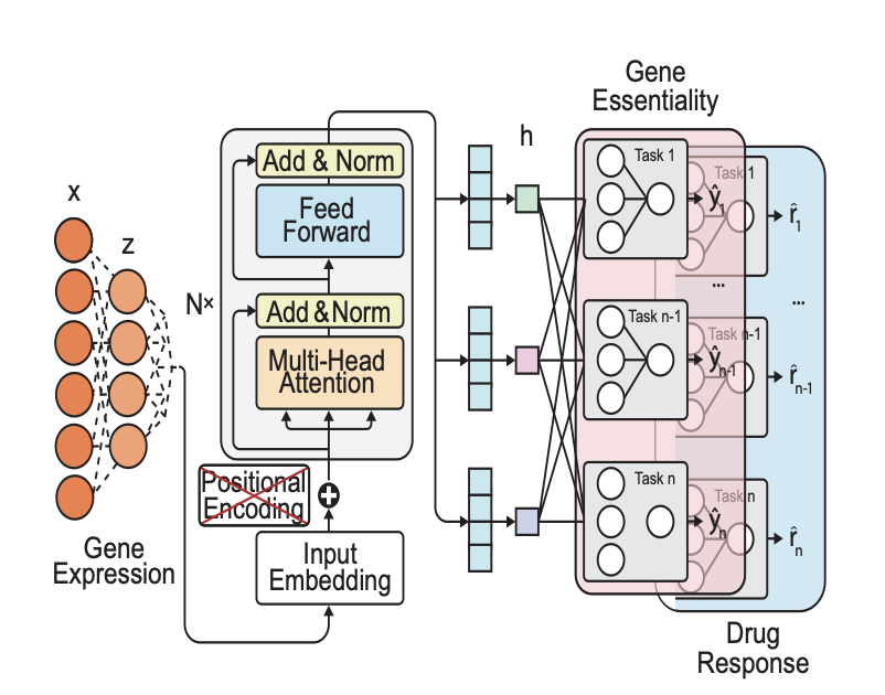 An explanatory diagram of how the DeepVul model works. The chart shows how a multi-task Transformer architecture integrates three different types of data: gene expression profiles, gene perturbation effects (like CRISPR knockouts), and drug perturbation effects. These three information streams are fed into a shared encoder and mapped to a unified latent space. This process forces the model to learn the common underlying biological principles they share. The diagram illustrates how DeepVul uses gene essentiality data to more accurately predict a cell's response to specific drugs, offering a new approach to precision medicine that goes beyond genetic mutations.
