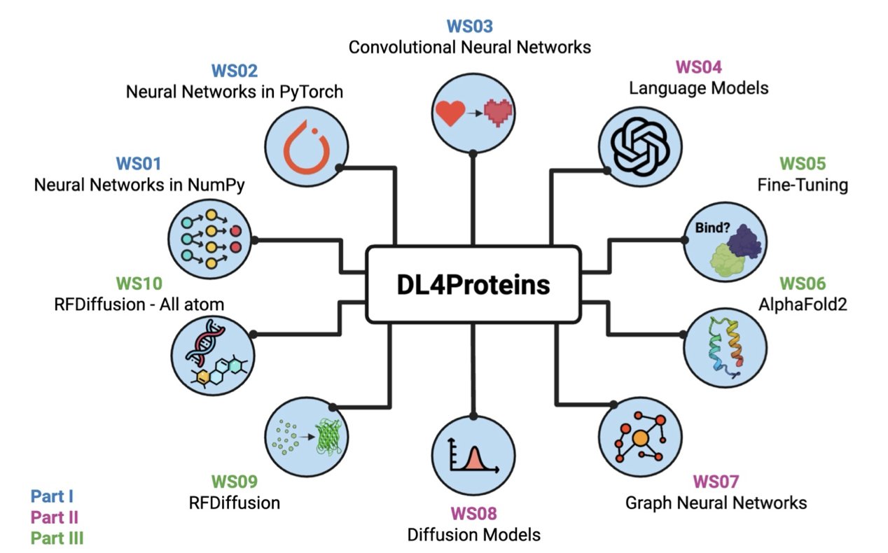 An instructional diagram showing the core idea behind the DL4Proteins tutorial. On the left, a student sits at a computer displaying a 3D protein structure and related code, symbolizing learning through an interactive Jupyter Notebook. On the right is an icon of a brain with a complex neural network inside, representing artificial intelligence and deep learning models like AlphaFold2. An arrow connects the two sides, signifying how the tutorial makes advanced AI technology easy to learn and use, lowering the barrier for students and researchers to enter the field of AI protein design. The entire image clearly communicates the tutorial's main theme of using AI tools for protein structure prediction and design.
