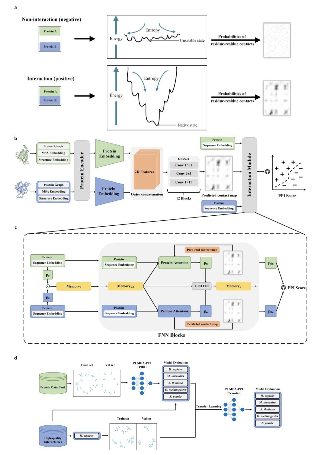 A schematic showing the mechanism of protein interaction. The image depicts two protein molecular models touching and binding at specific amino acid residues. These key contact points are highlighted or connected by lines, illustrating how the PLMDA-PPI model's dual-attention mechanism first predicts residue contacts and then determines the overall interaction. The image visually represents the model's core idea of learning the physical basis of protein interaction from sequence information, which is closely related to the content of the first section, 'AI Predicts Protein Interactions: A Dual-Attention Mechanism Marks a New Step Forward'.
