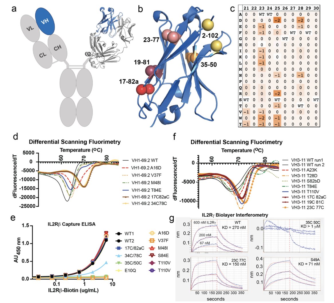 A scientific illustration showing the 3D structure of a protein, featuring a complex molecular model composed of helical ribbons and folded sheets in various colors, predominantly blue and purple. The background is a soft, light gradient. This image visually represents the 3D conformation of a VH domain optimized through computational methods. In the article, it illustrates how researchers enhanced the stability of the VH domain by introducing disulfide bonds or point mutations, a foundational step for developing new multispecific antibody drugs.
