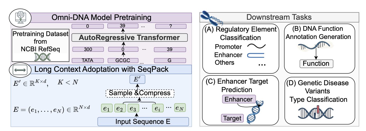 A conceptual diagram of the Omni-DNA model. On the left is a stylized DNA double helix with the letters 'A', 'T', 'C', 'G' representing the base sequence. In the middle, a brain-shaped icon with circuit patterns symbolizes the AI model processing information. Arrows from the brain point to a book and a text file icon on the right, representing the model's ability to 'translate' DNA sequences into readable functional text annotations. The core idea of the image is the transformation of complex genomic sequences into human-understandable language through an AI model, revealing their biological functions.
