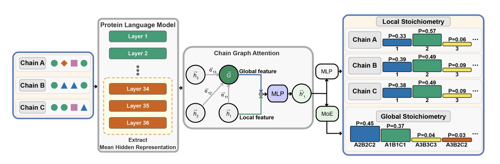 A flowchart titled 'StoPred' with the subtitle 'Accurate Stoichiometry Prediction for Protein Complexes Using Protein Language Models and Graph Attention'. The diagram shows how the StoPred model works. On the left, protein subunit sequences or 3D structures are input and processed by a protein language model (pLM) or a graph neural network (GNN) for feature extraction. These features are then fed into a graph attention network (GAT), which simulates interactions between subunits to predict the most stable stoichiometric combination. Finally, the model outputs the most likely stoichiometry, such as A2B2. The chart clearly illustrates how StoPred uses AI to solve the core problem of determining the recipe for protein complexes.
