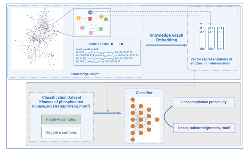 This image shows the technical architecture of the KSMoFinder model, detailing how it uses a knowledge graph to connect proteins, kinases, and motifs into a complex biological network. The diagram illustrates the complete workflow, from building network associations and generating graph embedding vectors for nodes to feeding them into a deep learning classifier for prediction. It visually represents how the model improves prediction accuracy by capturing the social network context of proteins.
