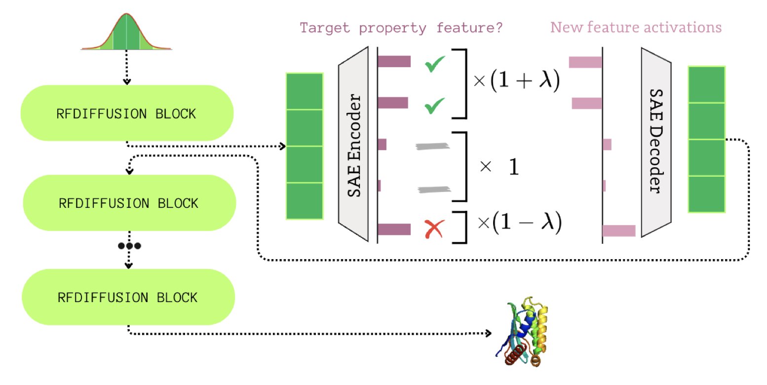 A diagram illustrating the FoldSAE concept. On the left is a complex 'dense representation' black box, representing the hard-to-understand data inside the RFdiffusion model. In the middle is the 'Sparse Autoencoder (SAE)' module, which decodes the dense data into a series of sparse and interpretable features. On the right, these features are shown acting like control knobs to precisely manipulate the generation of the protein backbone, ultimately outputting a protein with a specific secondary structure (like α-helices and β-sheets). The entire diagram visually explains how FoldSAE transforms a random protein generation process into a controlled engineering design.
