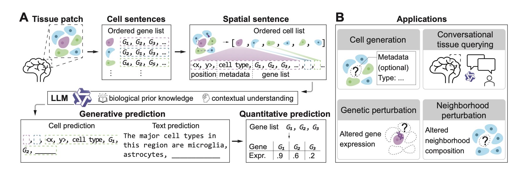 A concept diagram showing how the TissueNarrator framework works. On the left is a circular tissue slice made of multi-colored dots representing cells. An arrow points from the tissue map to a sequence of text on the right, labeled a 'spatial sentence.' This sentence clearly contains cell coordinate information, like '(X, Y)', and related gene expression data. The image illustrates how the model transforms complex biological spatial information into a linear sequence that a large language model can understand and process, which is the key step connecting spatial transcriptomics and natural language processing.
