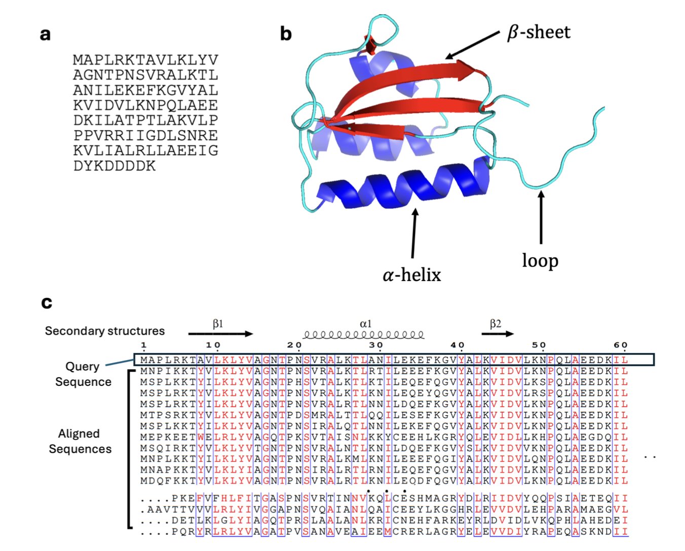 A scientific illustration showing two different conformations of the metamorphic protein Mad2. On the left, the 'Open Mad2' conformation is shown as a ribbon diagram in blue and green. On the right, the 'Closed Mad2' conformation is shown in red and orange. An arrow between them indicates that the protein structure can convert from one to the other. This image visually explains the core concept of the article: some proteins are like 'transformers' with multiple stable structures. AlphaFold2 can be used to predict and identify these multi-state proteins, which is vital for understanding their biological functions and for drug development.
