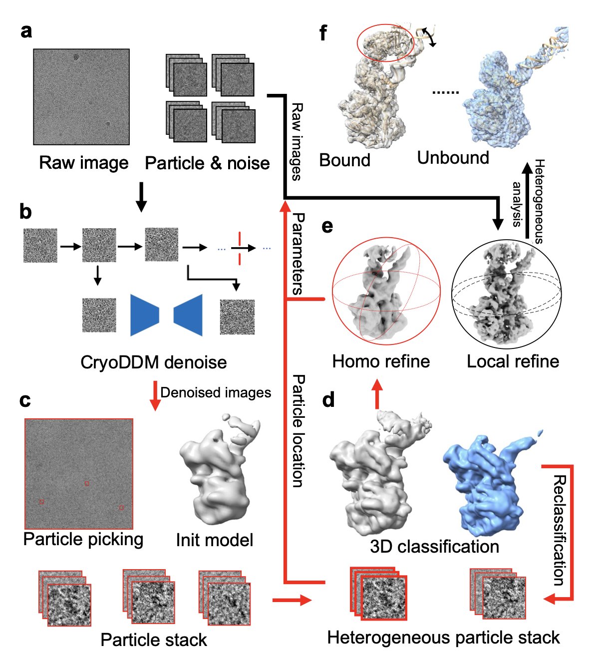 A comparison image showing the denoising effect of the CryoDDM model on a Cryo-EM image. The left panel, titled 'Noisy Cryo-EM Image', shows a blurry micrograph of protein particles full of noise, where details are heavily obscured. The right panel, titled 'Denoised by CryoDDM', shows the same image after being processed by the model. The protein's three-dimensional structure is exceptionally clear, with rich detail and various conformational features clearly visible. The image directly illustrates how CryoDDM technology recovers high-quality biomolecular structural information from noisy raw data, helping scientists see the dynamic details of proteins.
