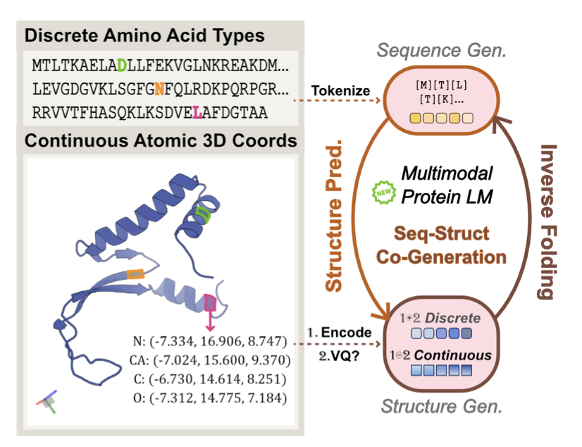 A diagram illustrating the core idea of the HD-Prot model. On the left is a colorful 3D protein structure model, representing continuous physical coordinates. An arrow points from it to the right, which shows two data streams: discrete tokens representing the amino acid sequence above, and continuous tokens representing the 3D structure below. The image visually explains how HD-Prot processes and models both the sequence information and the continuous structural information without discretization. It highlights the model's breakthrough in achieving high-fidelity joint sequence-structure modeling, which is the core technical innovation discussed in this chapter.
