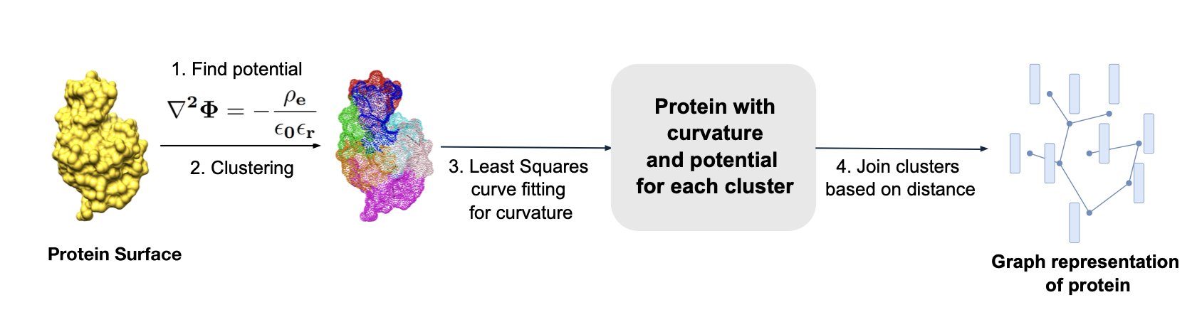 A diagram showing the core principle of how the CurvePotGCN model predicts
protein-protein interactions. In the center are the surfaces of two
opposing protein molecules, differing in shape and color. The protein on
the left has a concave surface with blue areas, representing positive
electrostatic potential; the protein on the right has a convex surface with
red areas, representing negative electrostatic potential. This
complementary 'lock-and-key' shape and 'opposites-attract' charge visually
explains the physical basis for how the two proteins can bind. The image
illustrates how the model uses these two fundamental features—surface
curvature and electrostatic potential—to determine if an interaction
exists, highlighting the method's simple and effective approach.
