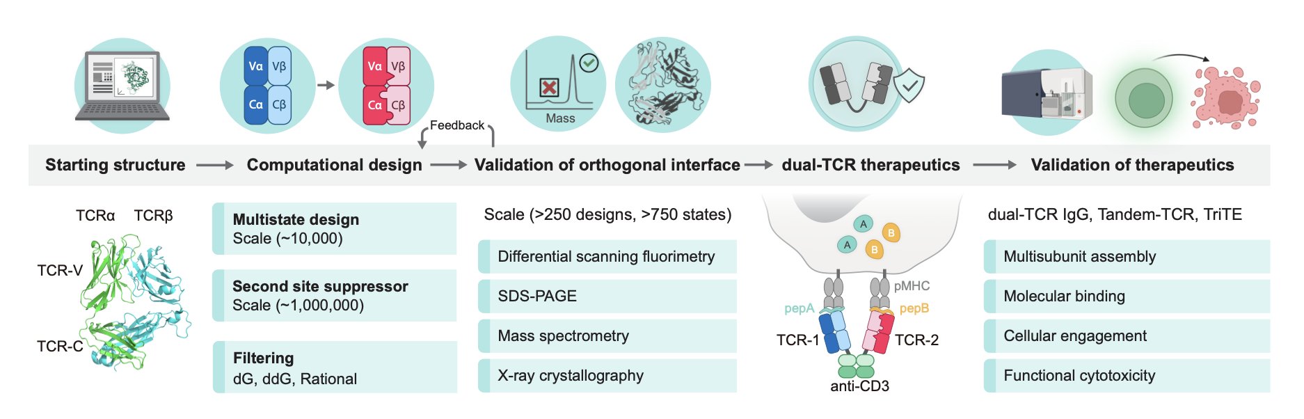 A comparative diagram explaining the T-cell receptor (TCR) mispairing problem and the solution offered by computational design. The top half, 'Mispairing,' shows that when two different α and β chains are introduced, they combine randomly, forming the correct pairs along with two ineffective or harmful mispaired TCRs. The bottom half, 'Orthogonal,' shows TCR chains engineered with computational design. Their binding interfaces are shaped to be uniquely complementary, forcing the α1 chain to bind only with the β1 chain, and the α2 chain only with the β2 chain, thus eliminating the mispairing problem. The diagram visually demonstrates how orthogonal TCR design provides a foundation for developing safer multi-specific T-cell therapies.
