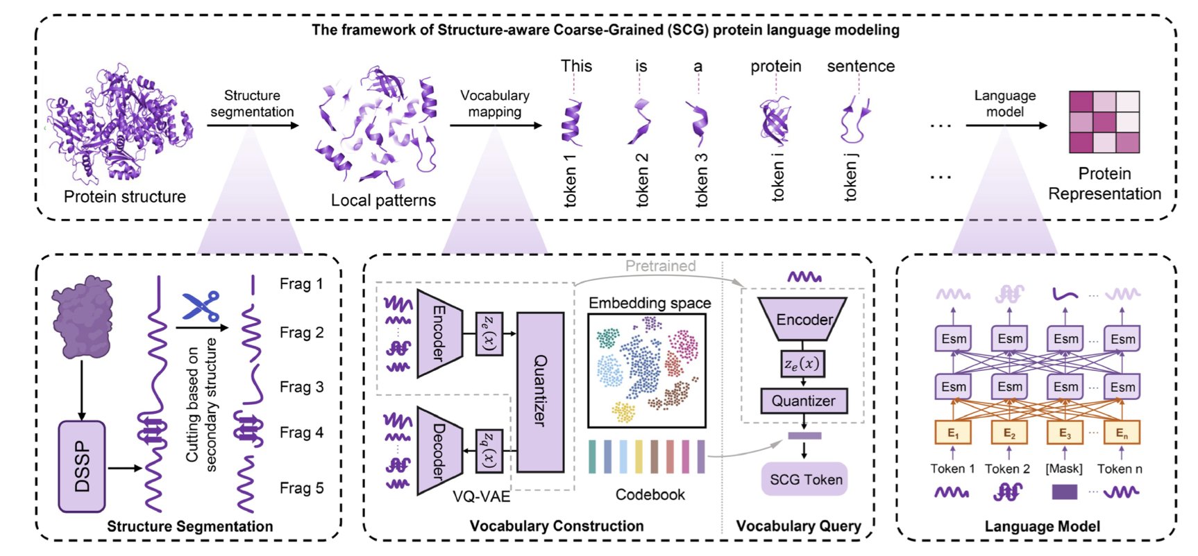 This is a line graph comparing the information retention of protein language models. The x-axis represents protein length, and the y-axis represents information retention. Among the several curves, one labeled 'SCG-Lang' remains nearly a horizontal line as protein length increases, showing extremely high information retention. In contrast, another curve labeled 'Fine-grained' drops sharply as protein length increases. The graph visually demonstrates the superiority of the SCG coarse-graining method discussed in the article: it effectively solves the 'amnesia' problem where traditional models lose information on long sequences, ensuring a complete understanding of the entire protein sequence.
